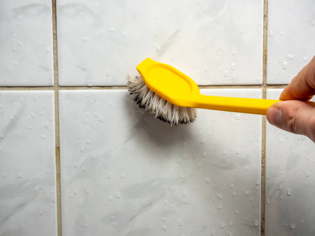Mold Removal Process in Carmi, IL