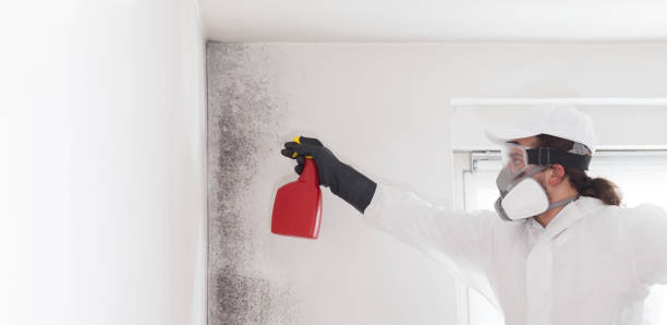 Best Local Mold Removal Service  in Carmi, IL