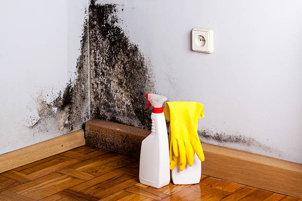 Best Attic Mold Removal  in Carmi, IL