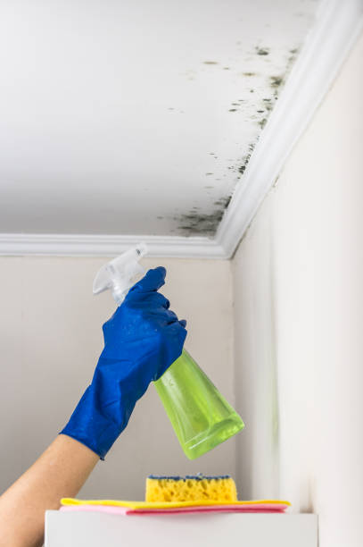 Best Fast Mold Removal  in Carmi, IL